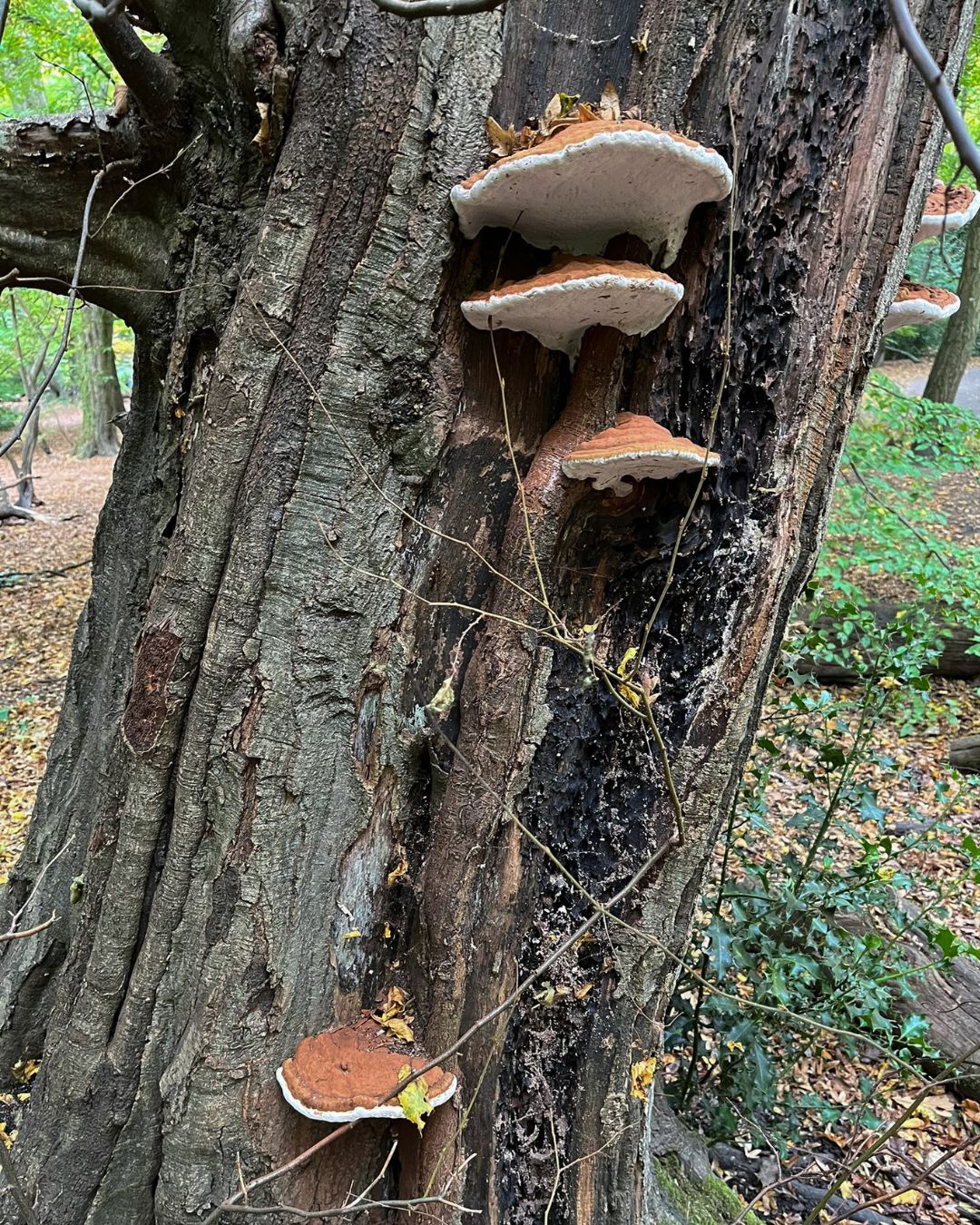 Highgate - This species of Ganoderma fungi, growing on a hornbeam tree ...