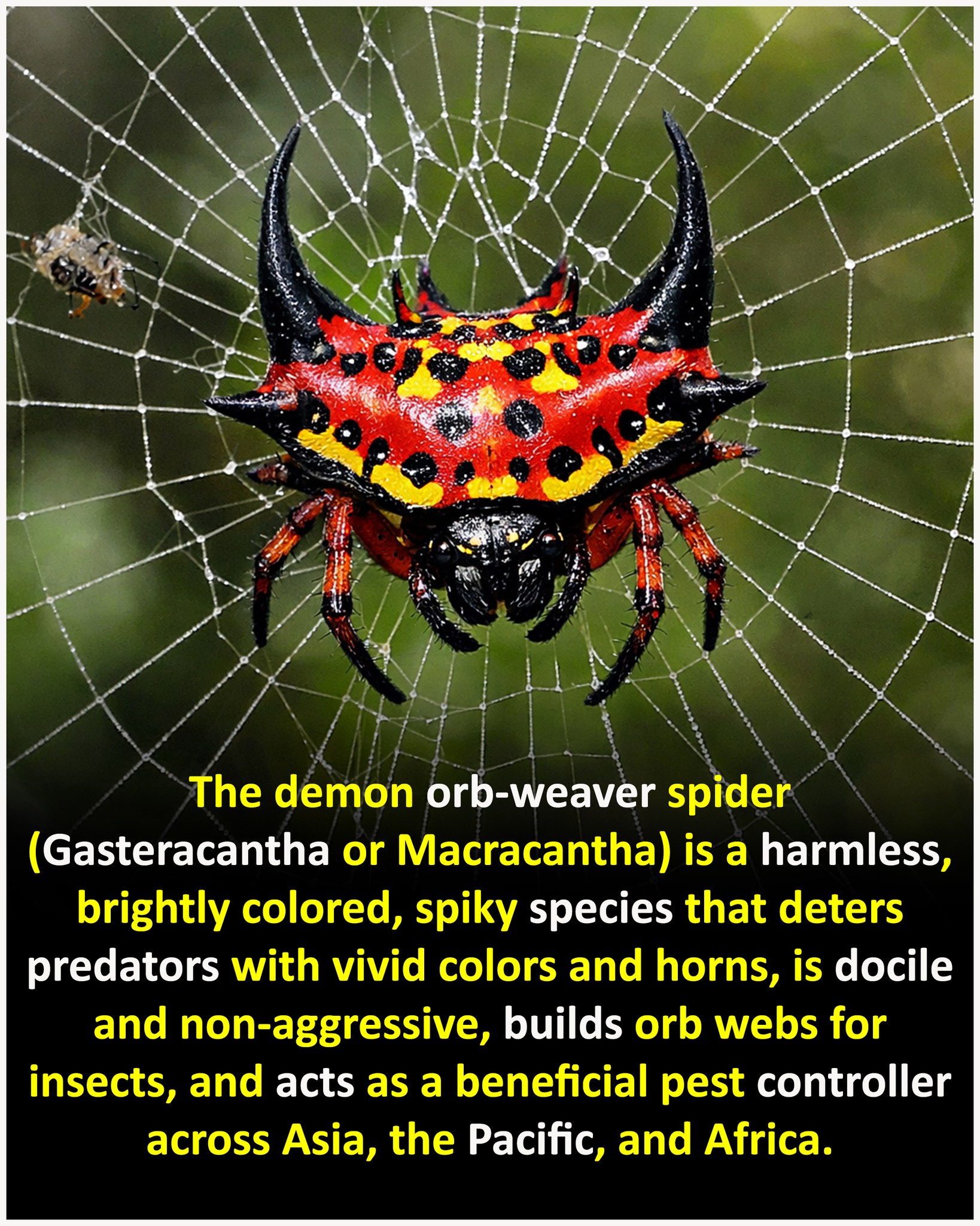 The demon orb weaver spider really deserves its name