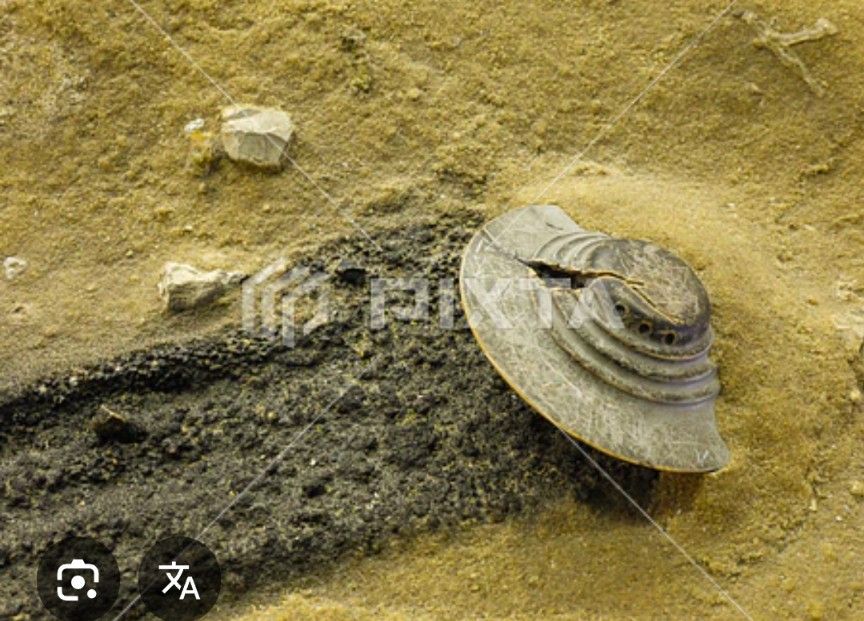 昭和22年、メキシコに宇宙船が墜落したと報道されたがアメリカ陸軍は