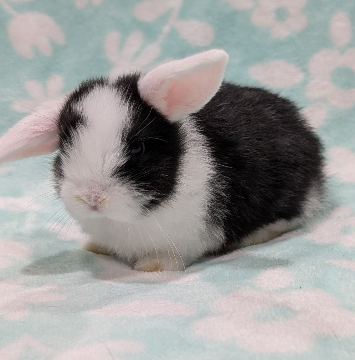 Ferrario Rabbitry | Cypress CA