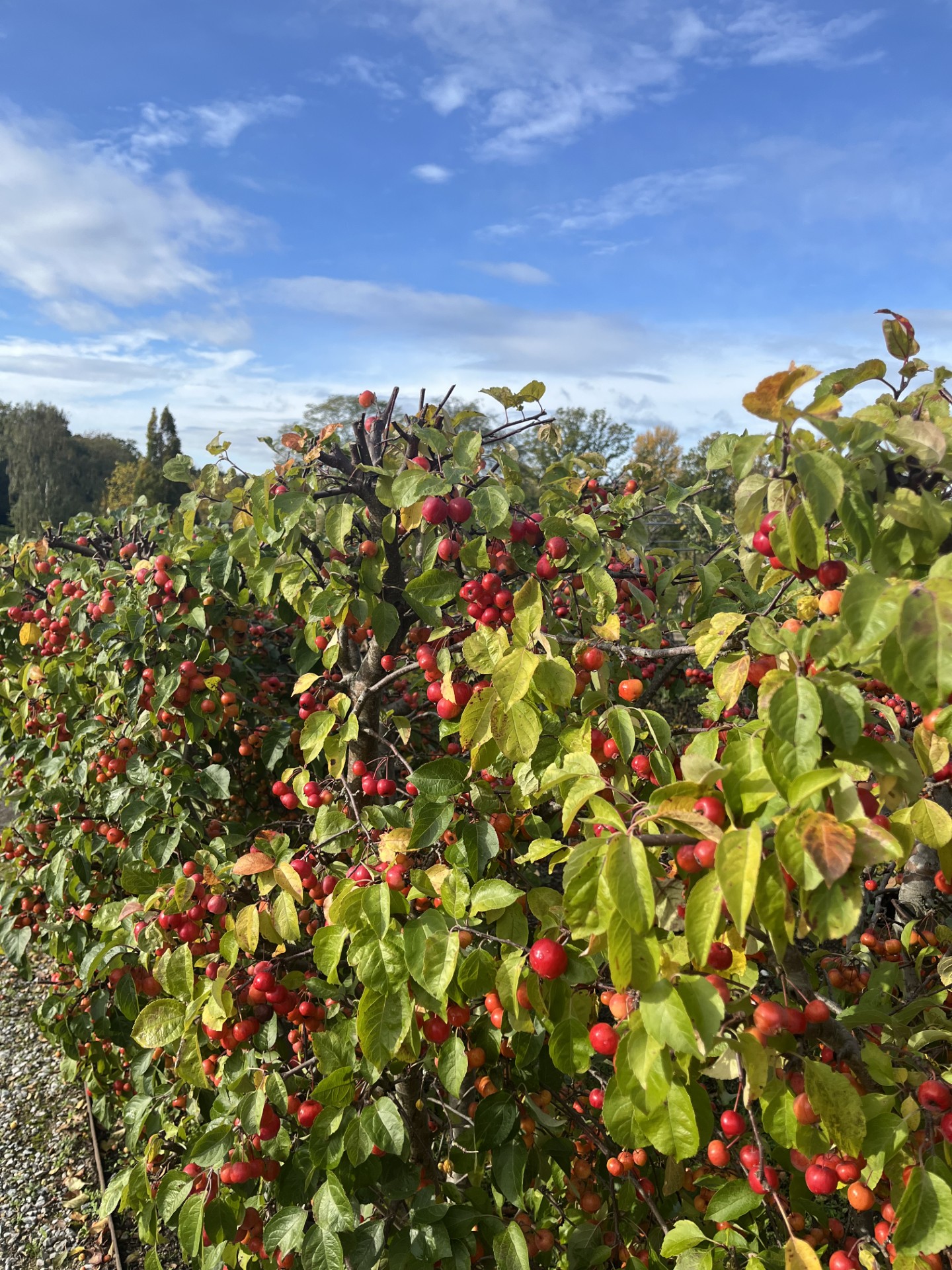 The Crab Apple hedge around the... - RHS Garden Harlow Carr | Facebook