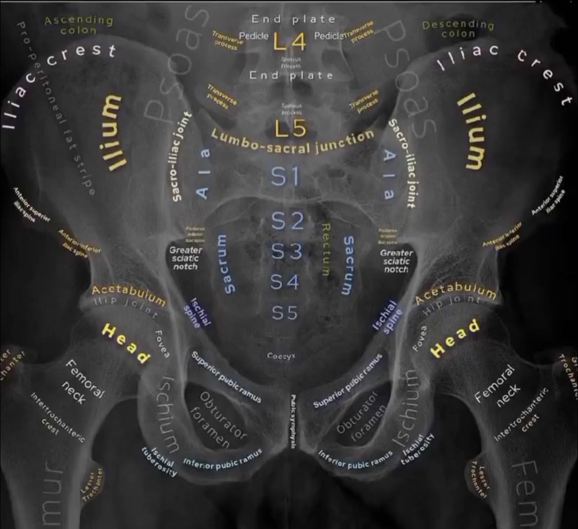 Human Anatomy Group | Pelvic x ray anatomy | Facebook