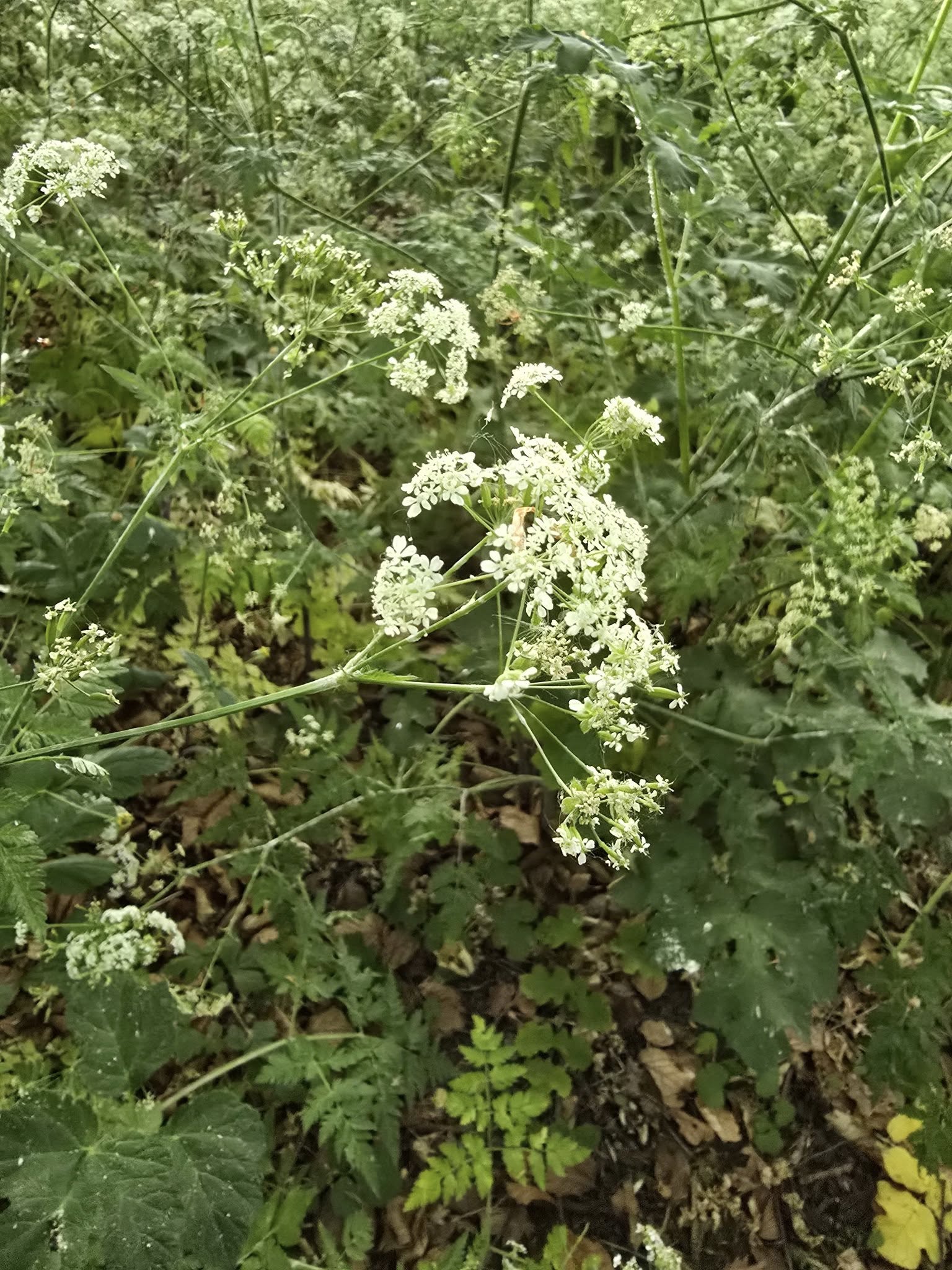 What is this plant and is it skin safe?