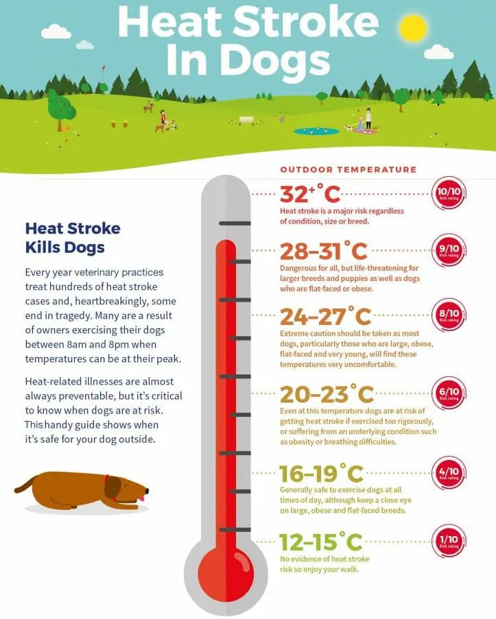 Tails - ☀️ Hot Weather Warning: Keep Dogs Safe This Summer 🐾 With ...