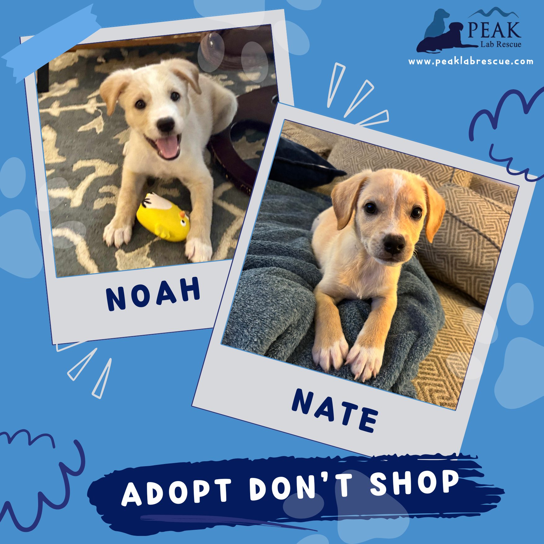 Peak Lab Rescue - 🐾 FEATURED ADOPTABLES - Nate & Noah! 🐾... | Facebook