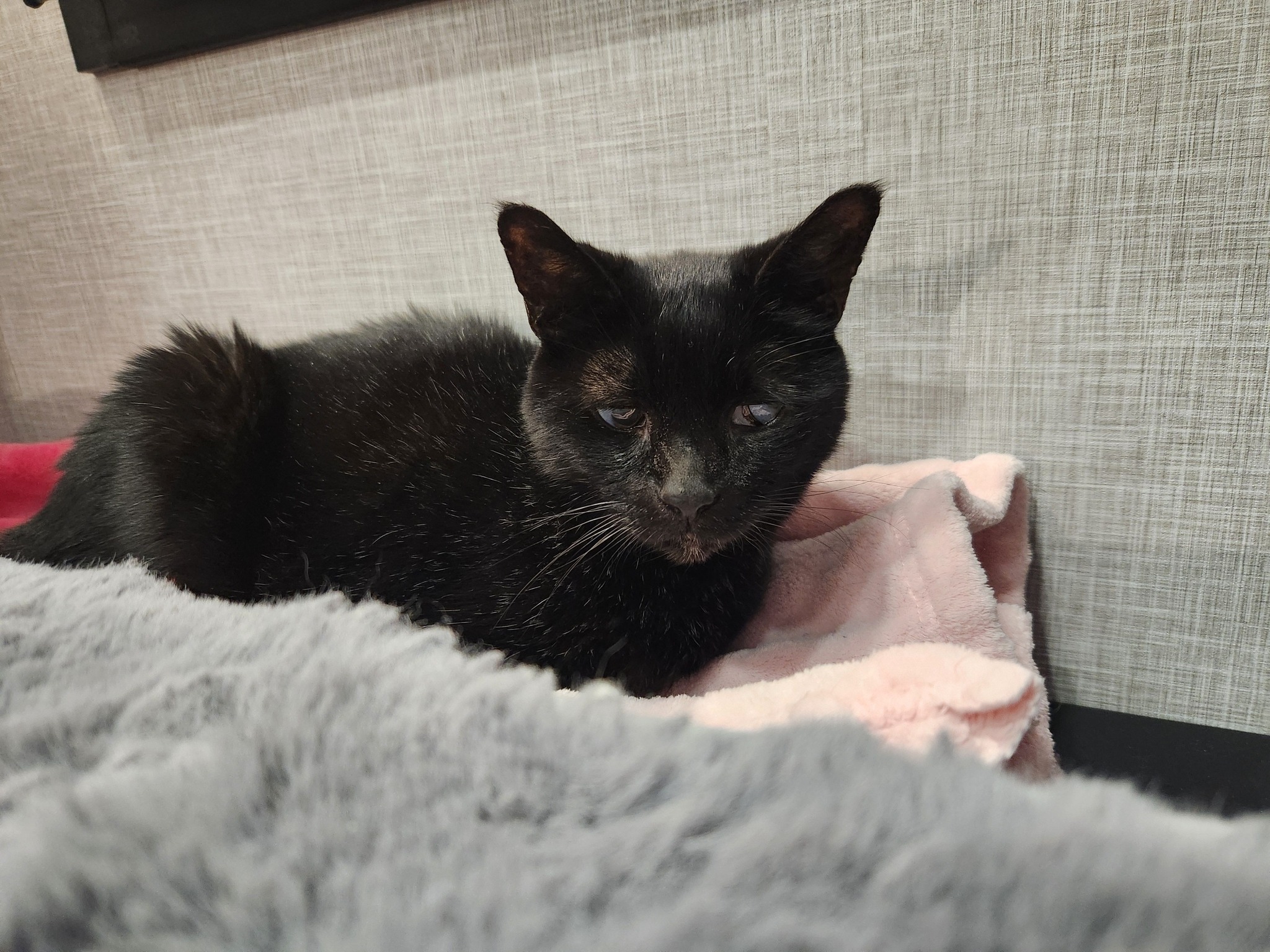 kitty klow Max's journey with kidney disease and varenzin treatment All toy material used TEXAS TOUCH AESTHETICS - healthy liver Size:180 Day Supply - SUB