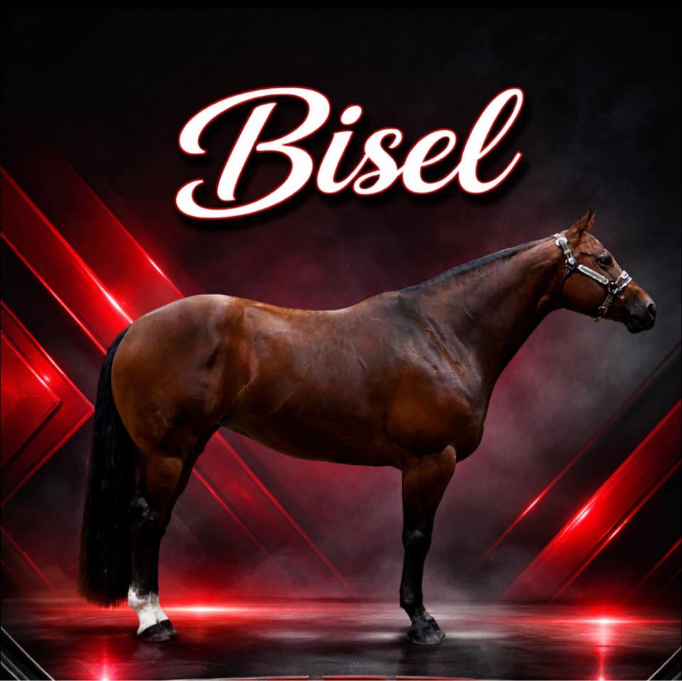 Bisel Quarter Horses | Mount Vernon OH