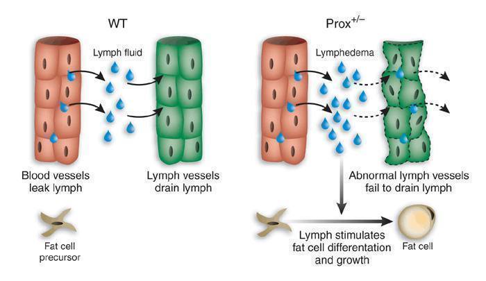 A 2026 study found semaglutide may improve lymphatic pumping. Here's what that reveals about how your lymph system really works