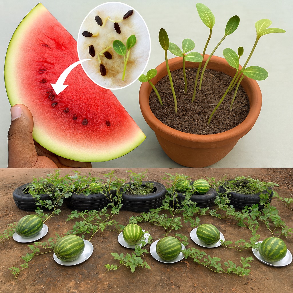 Best - Complete Guide to Growing, Cultivating, and Harvesting Juicy ...