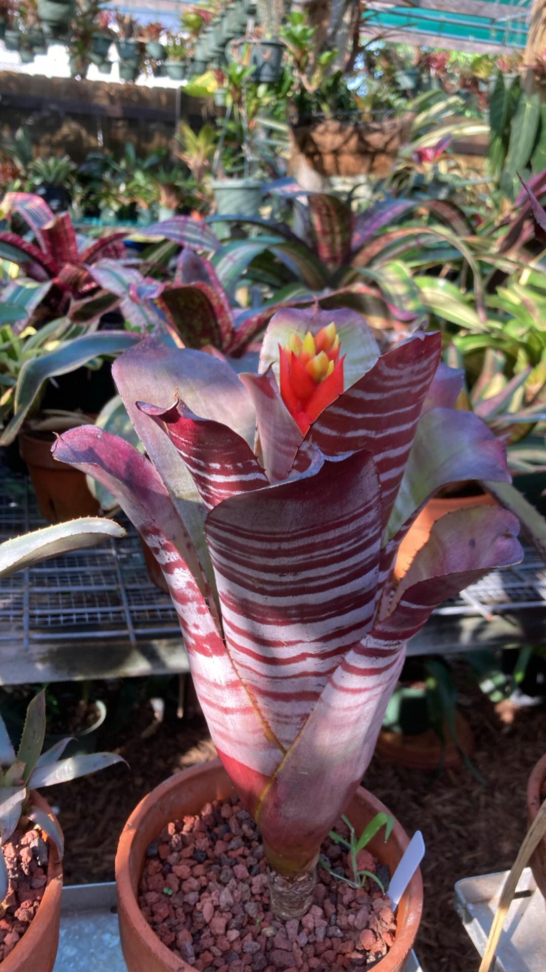 Happy Day group ☀️ Aechmea Chantinii 'Black ice Bali clone'