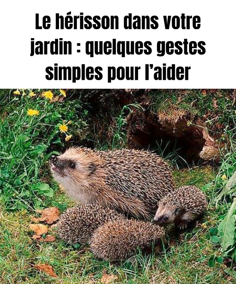 Astuces - Le hérisson dans votre jardin : quelques gestes simples pour ...