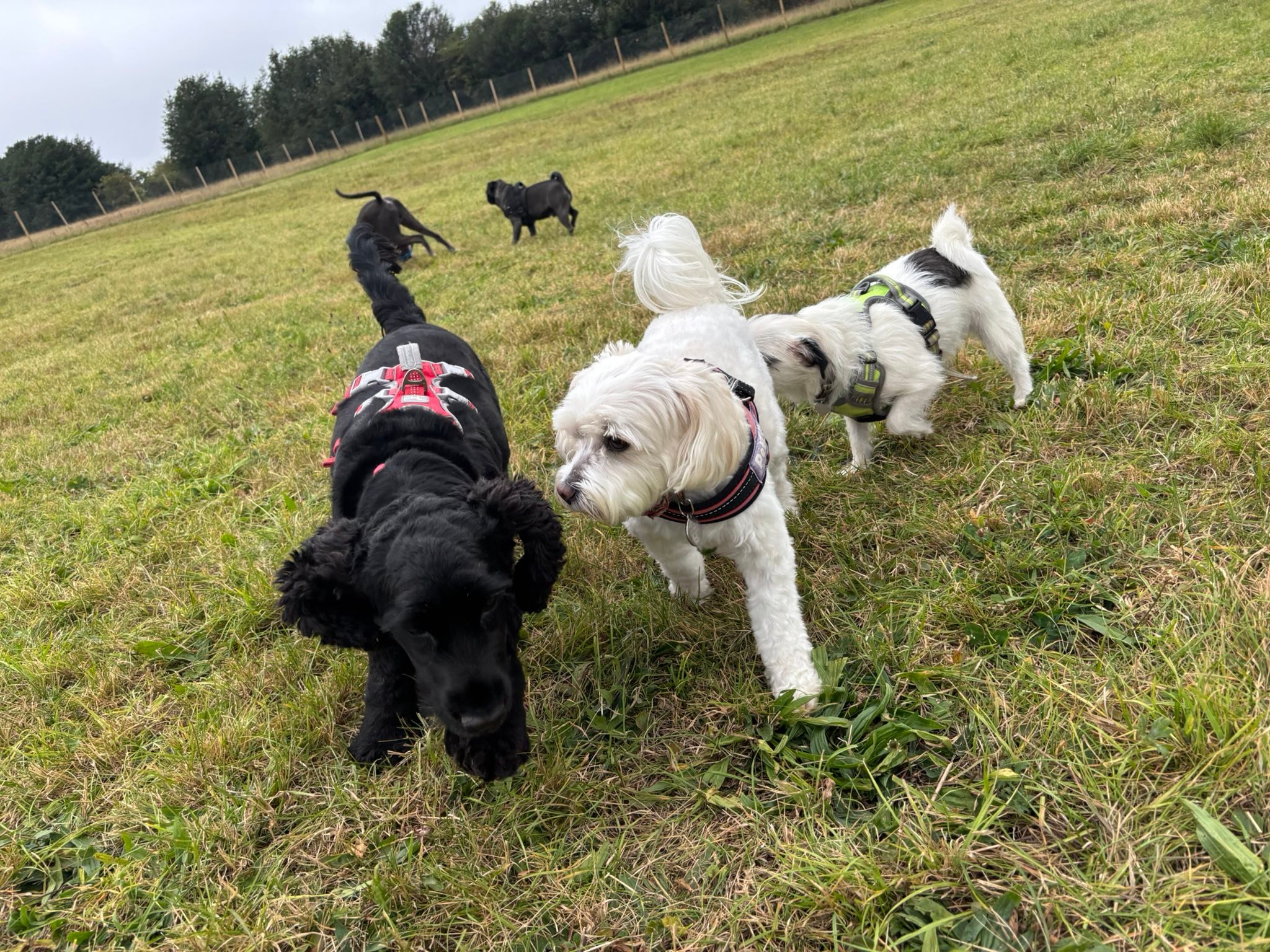 Thank you so much, lovely to see... - Coco's Dog Paddock | Facebook