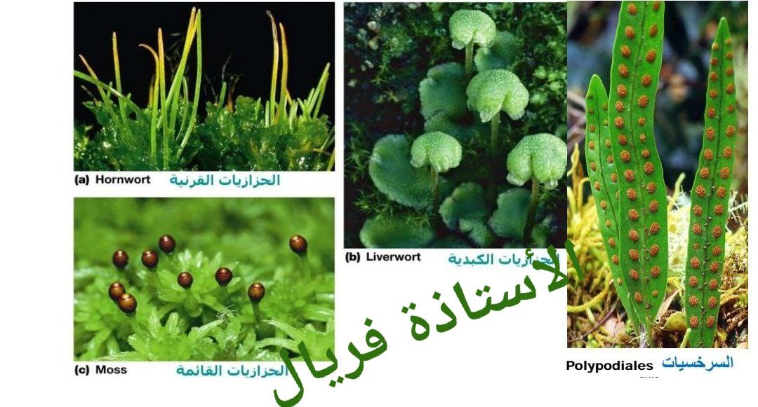 ‎المساعد في علوم... - المساعد في علوم الطبيعة و الحياة