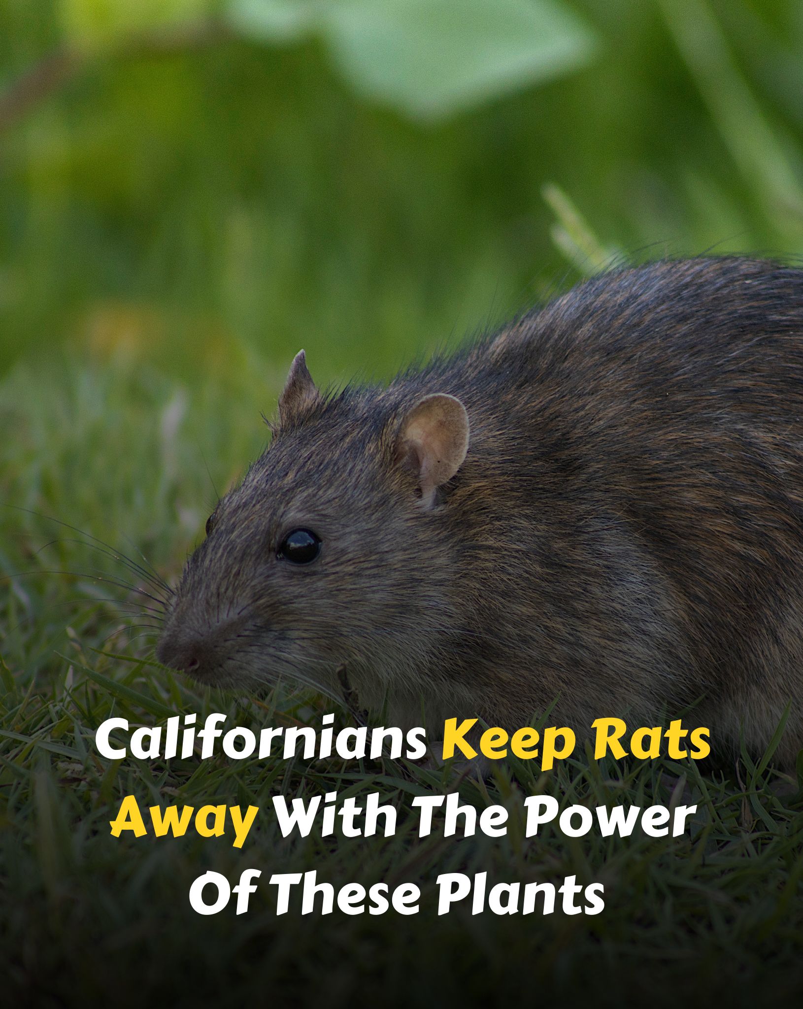 Gardening - Californians Keep Rats Away With The Power Of These Plants ...