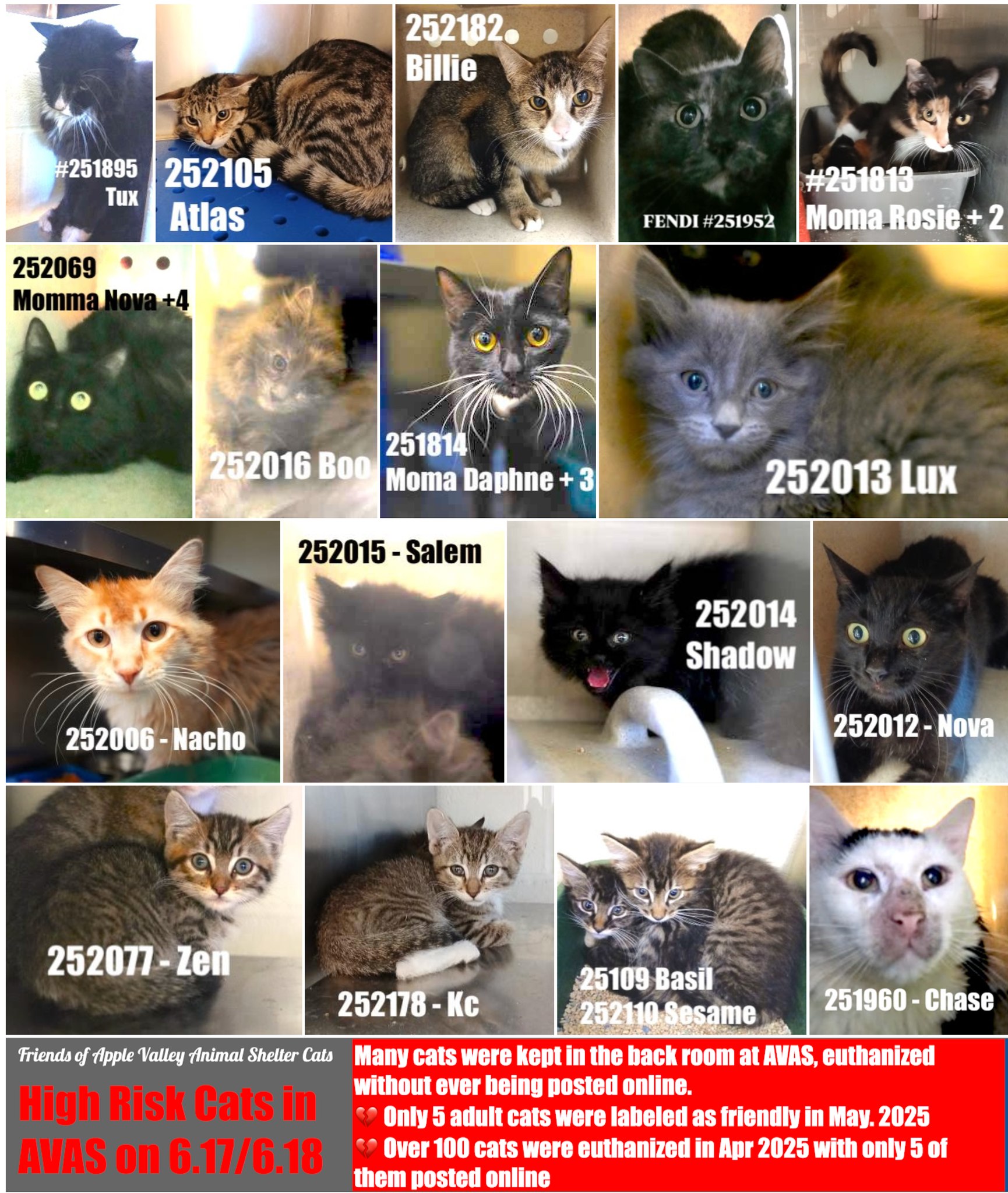 Friends - 🆘 High risk cats at AVAS on 6.17/6.18🆘 💔 In April 2025, over ...
