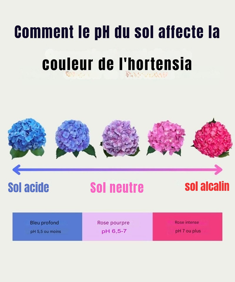 Astuces - Le pH du sol influence la couleur des hortensias : Sol acide (pH
