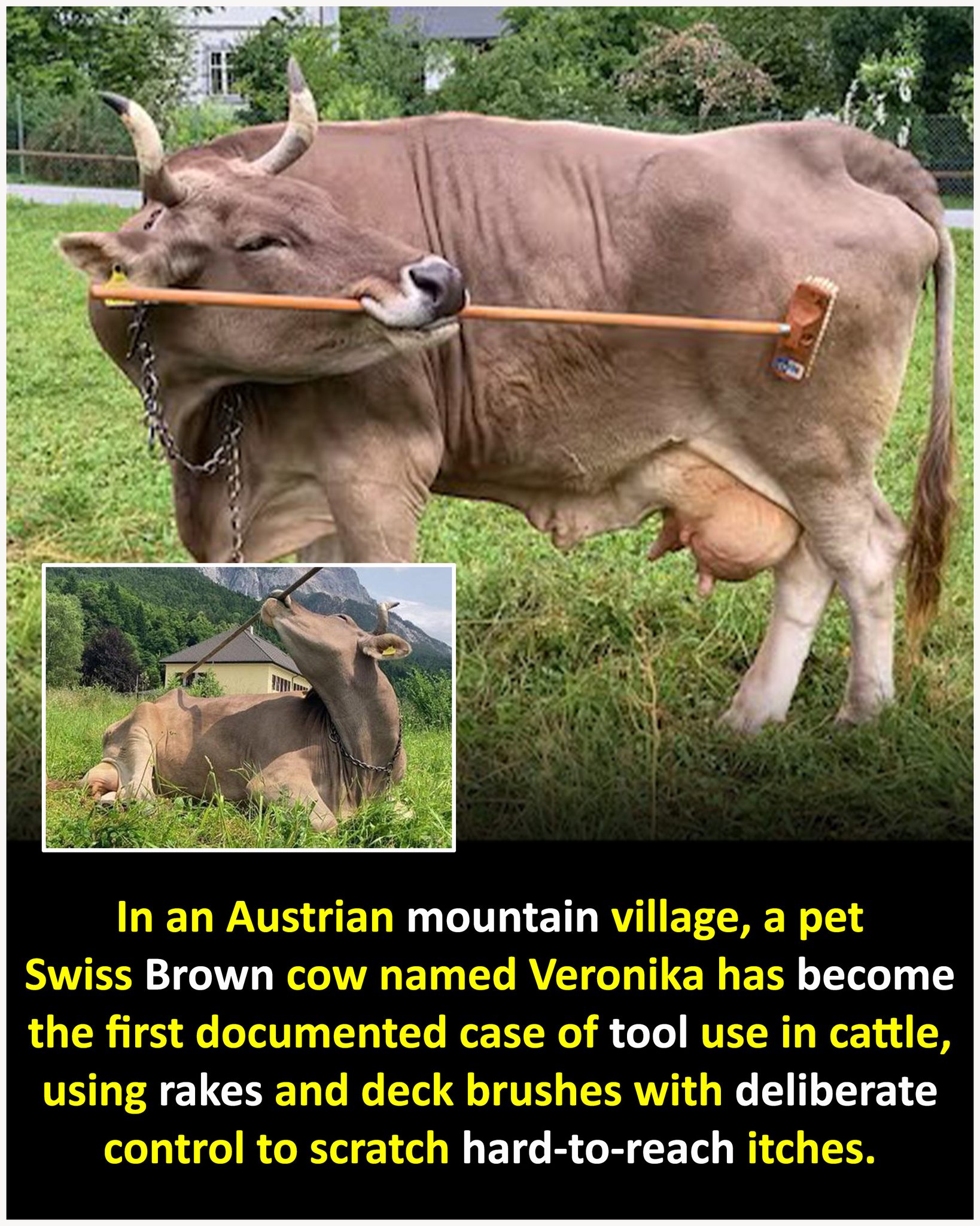 Legendairy Holsteins &... - Legendairy Holsteins & Swiss