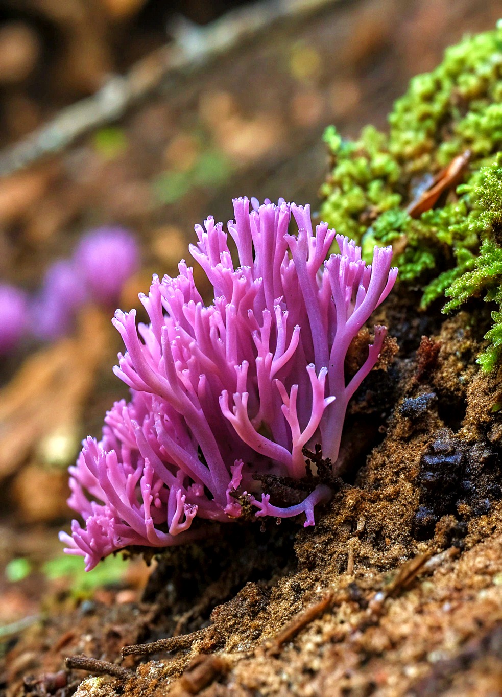 Violet Coral (Clavaria zollingeri) characteristics and habitat