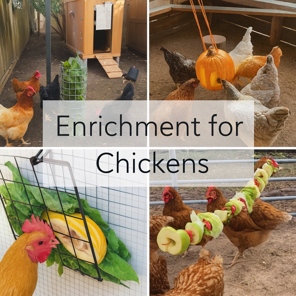 Green - Entertaining Chickens During Mealtime 1. Prepare Hanging Food ...