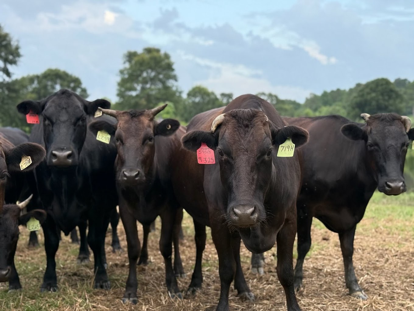 Black Jack Ranch | Wiggins MS