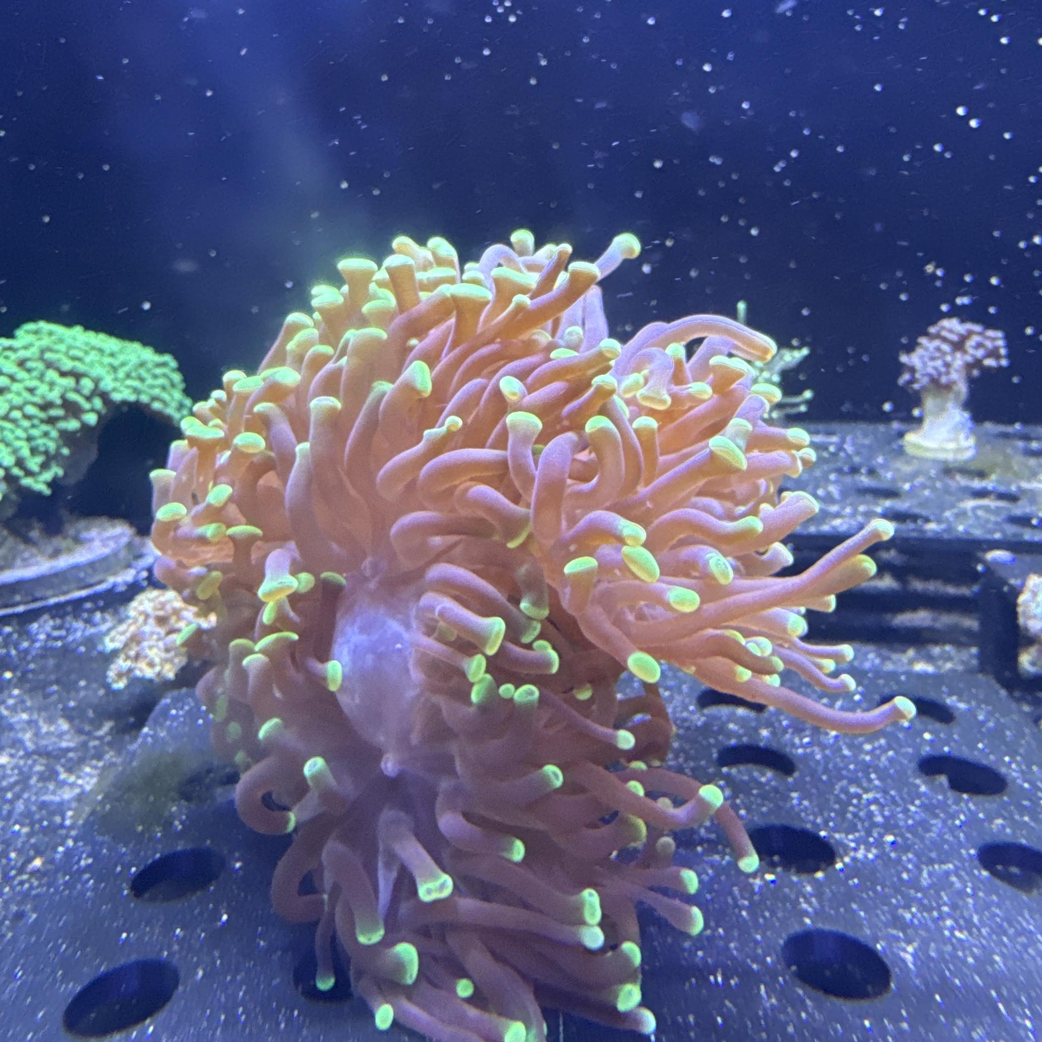 Not your normal water change #fishkeeping #waterchange #fishbse # ...