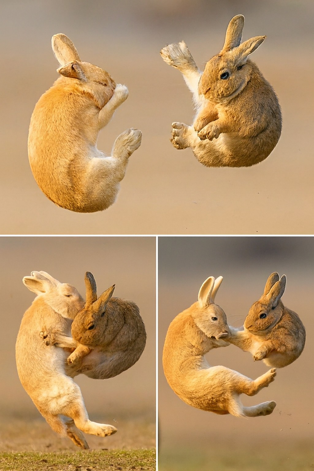 Broken Soul - This is the RABBIT FIGHT - And Those Kicks... | Facebook
