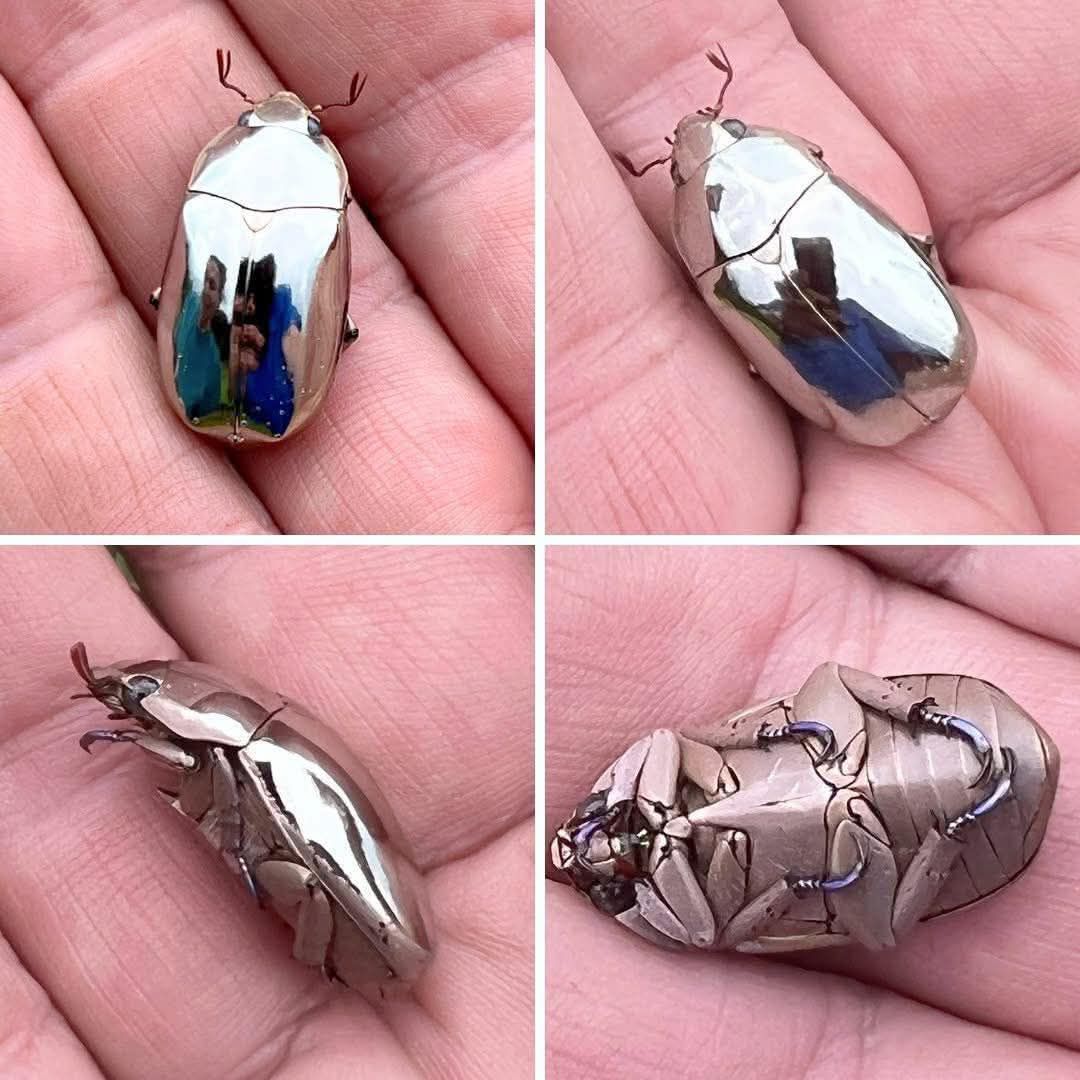 Chrysina spectabilis jewel scarab found in Honduras