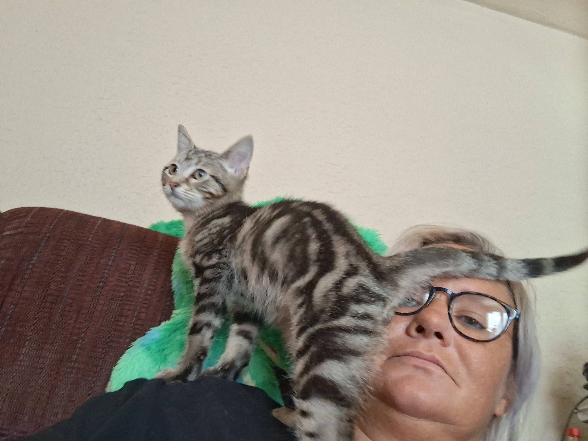 Zaphod Beeblebrox adopts new kitten