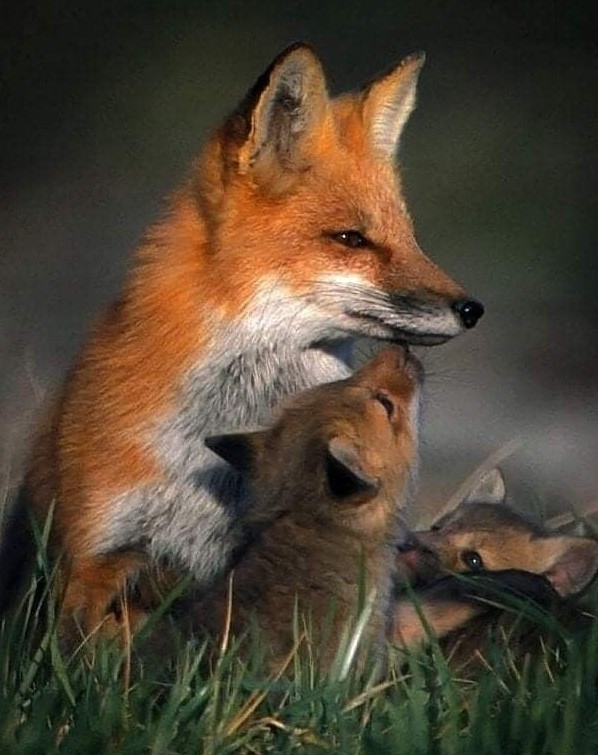 antworten you were all wondering what the fox was saying.🦊That’s what ...