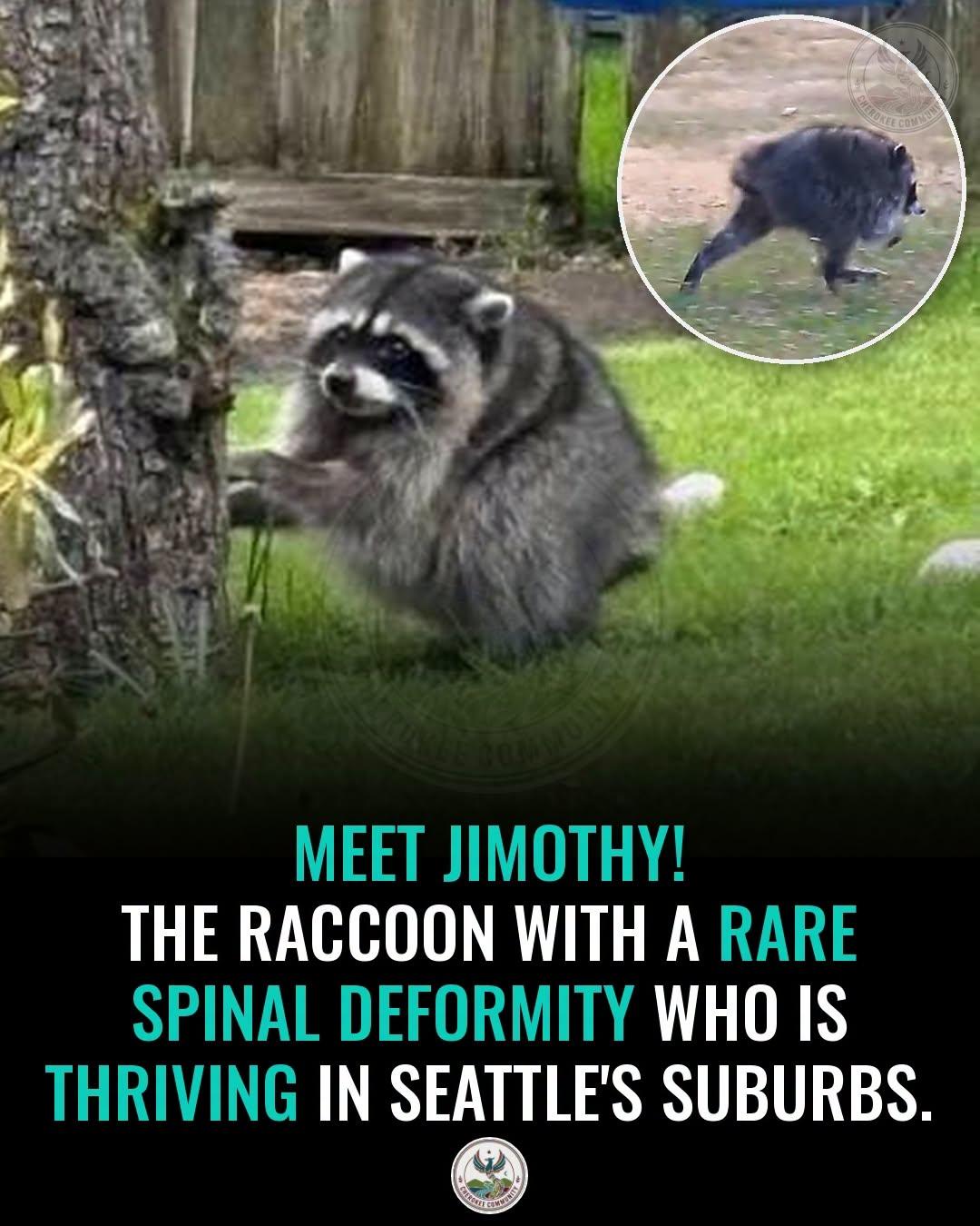 A unique raccoon spotted in Seattle is going viral online. The