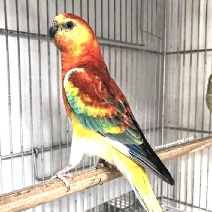 Parrotfya - The bird in the image is a red-rumped parrot, also known as ...