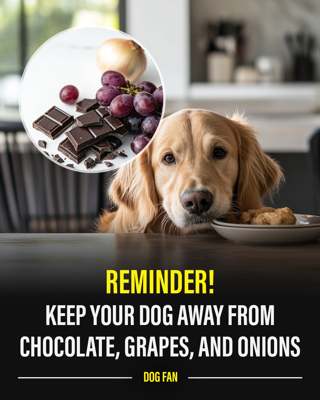 Curated visual reference: Gallery Detail: Paws Quick Reminder Keep Your Pups Safe By Avoiding Toxic