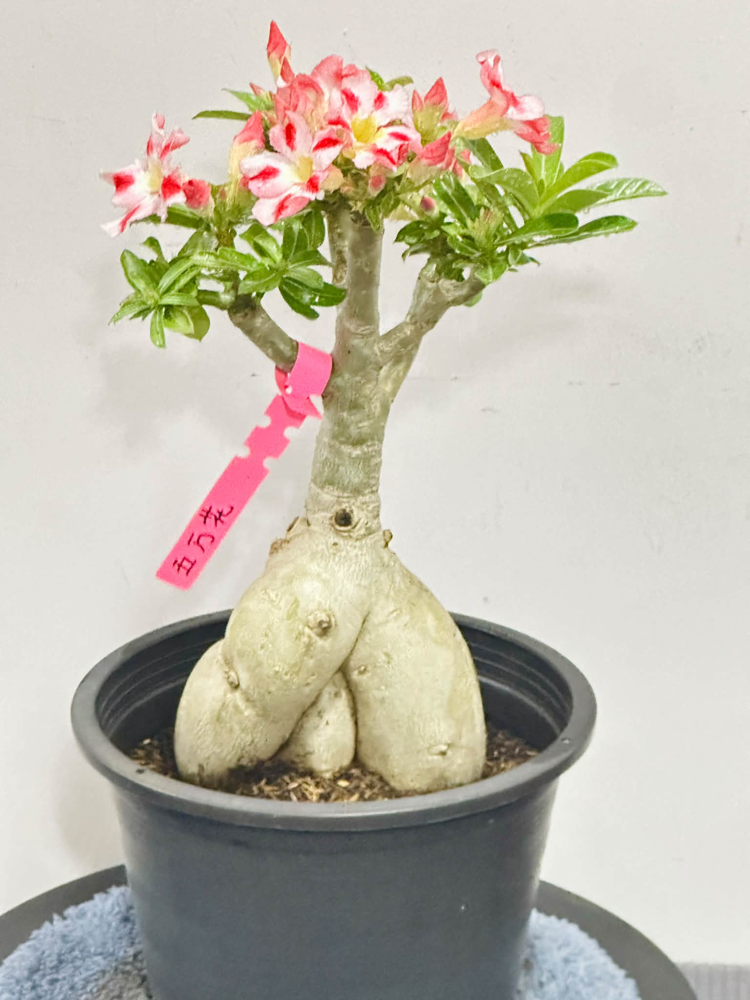 Sold out ID:五万花11寸盆RM80 有一个枝是原生枝虫害解决了,叶子来了🩷🩷🩷
