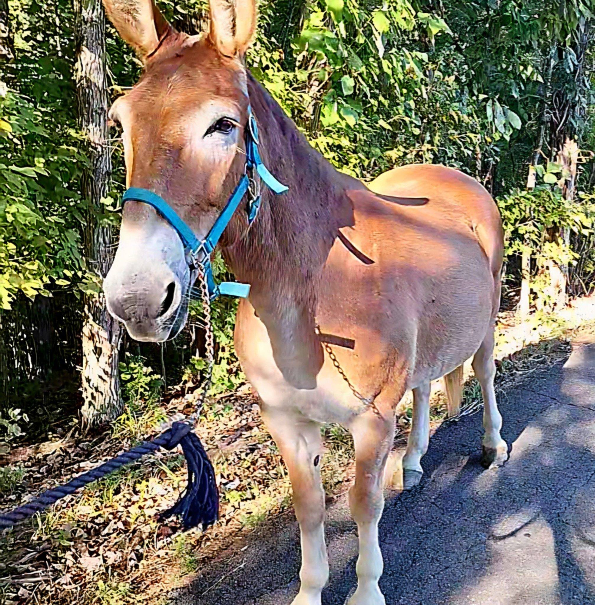 HTA | Horse Trails of America | The Joe The Mule continues his World ...