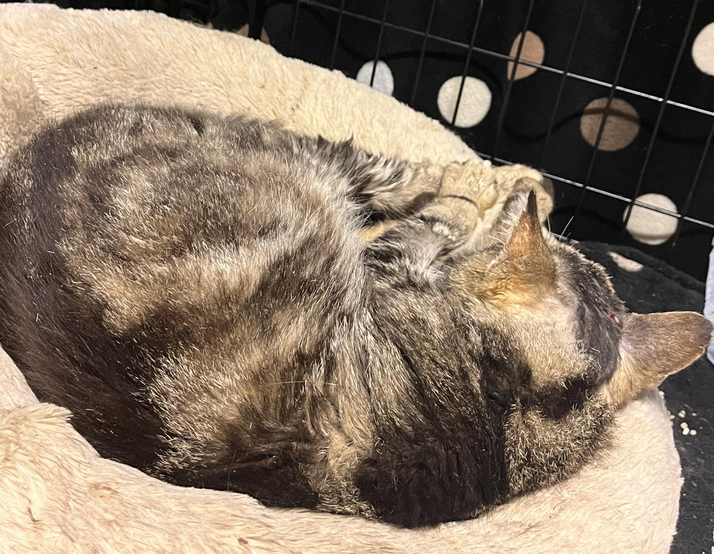 💔... - Mansfield Cat Rescue registered charity 1193319 | Facebook
