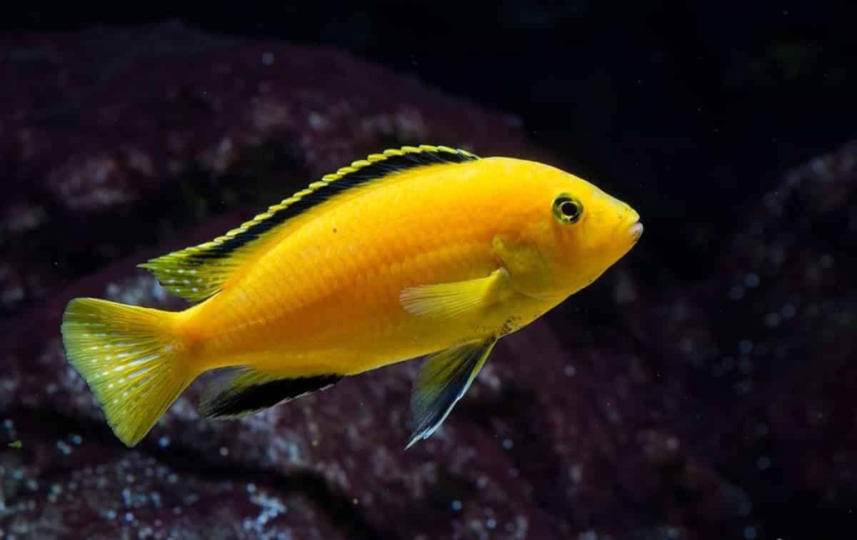 Yellow Rock Fish Care Guide