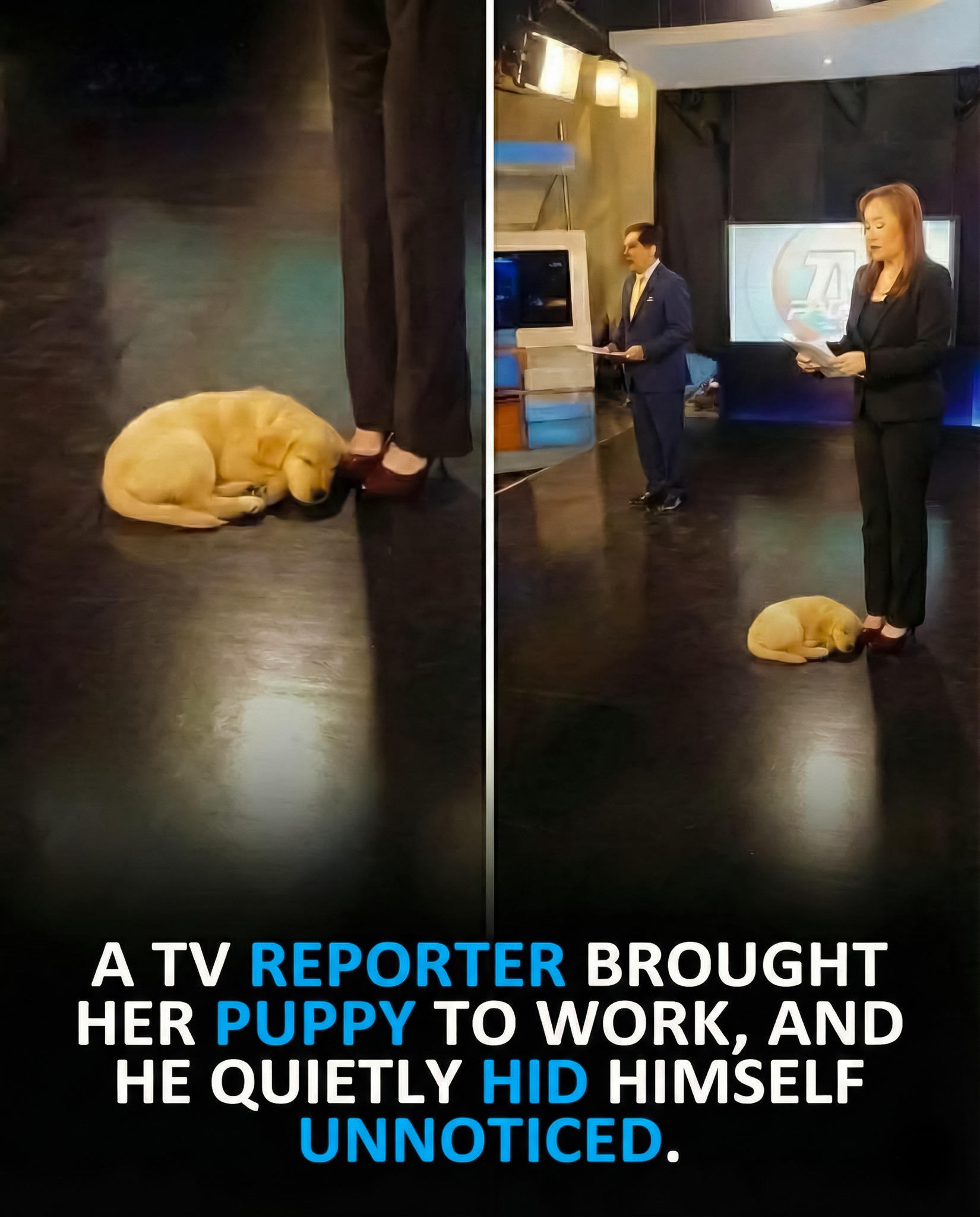 Jay Joseph - A TV reporter brought her puppy to work — and... | Facebook