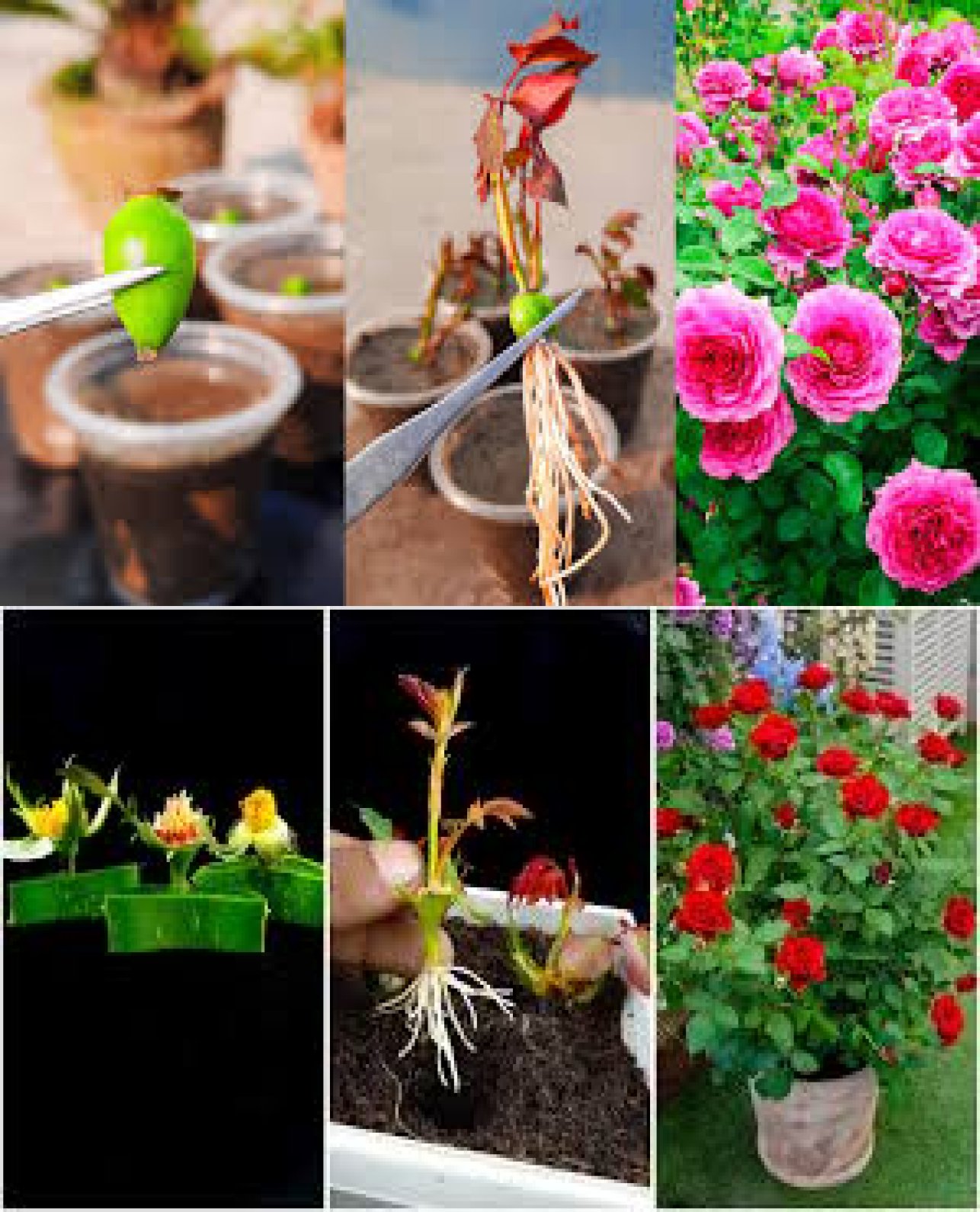 Green - Best & easy skill for to grow rose tree from buds at home Roses ...