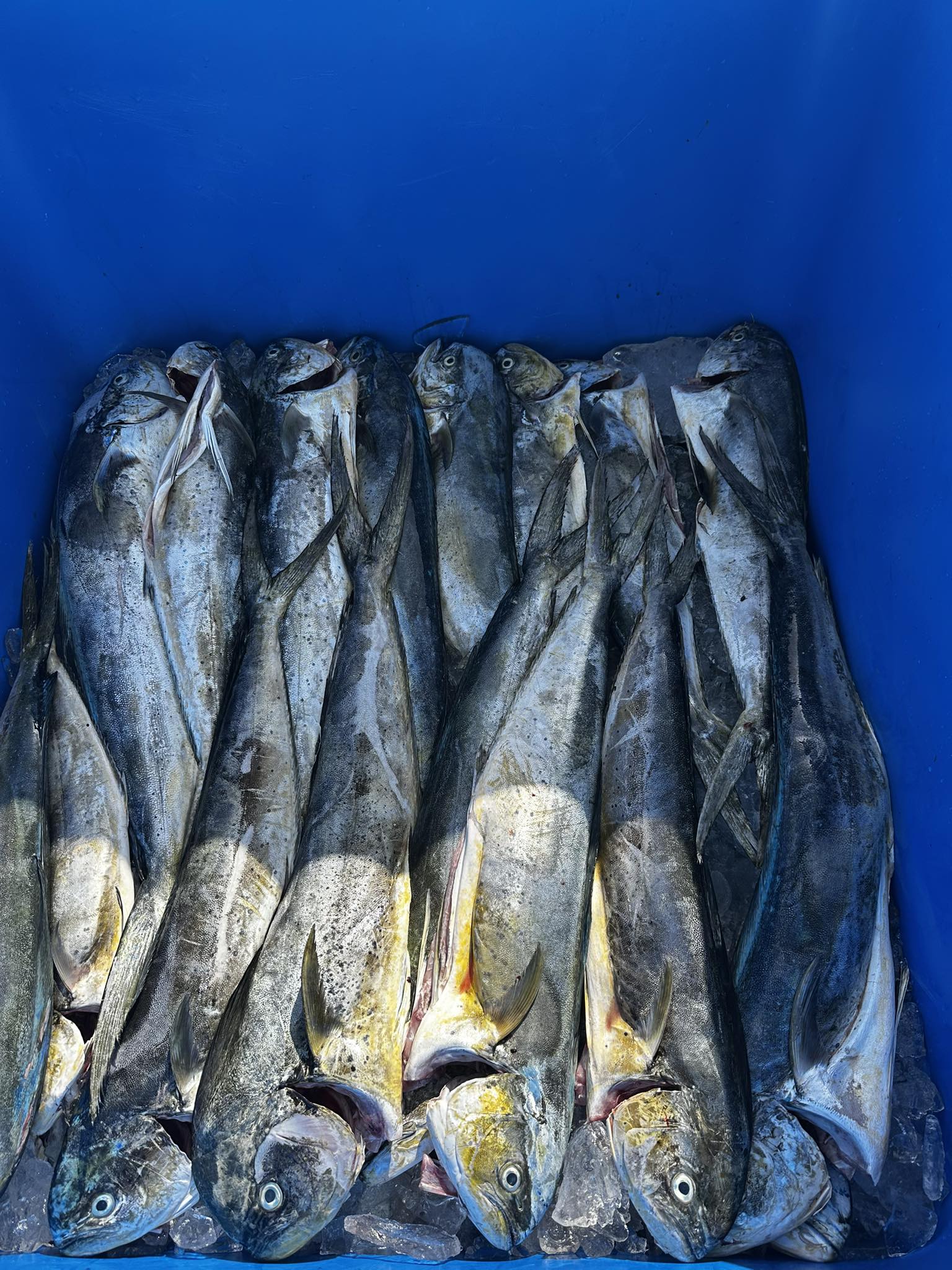 Choiseul Fisheries Seafood | Choiseul