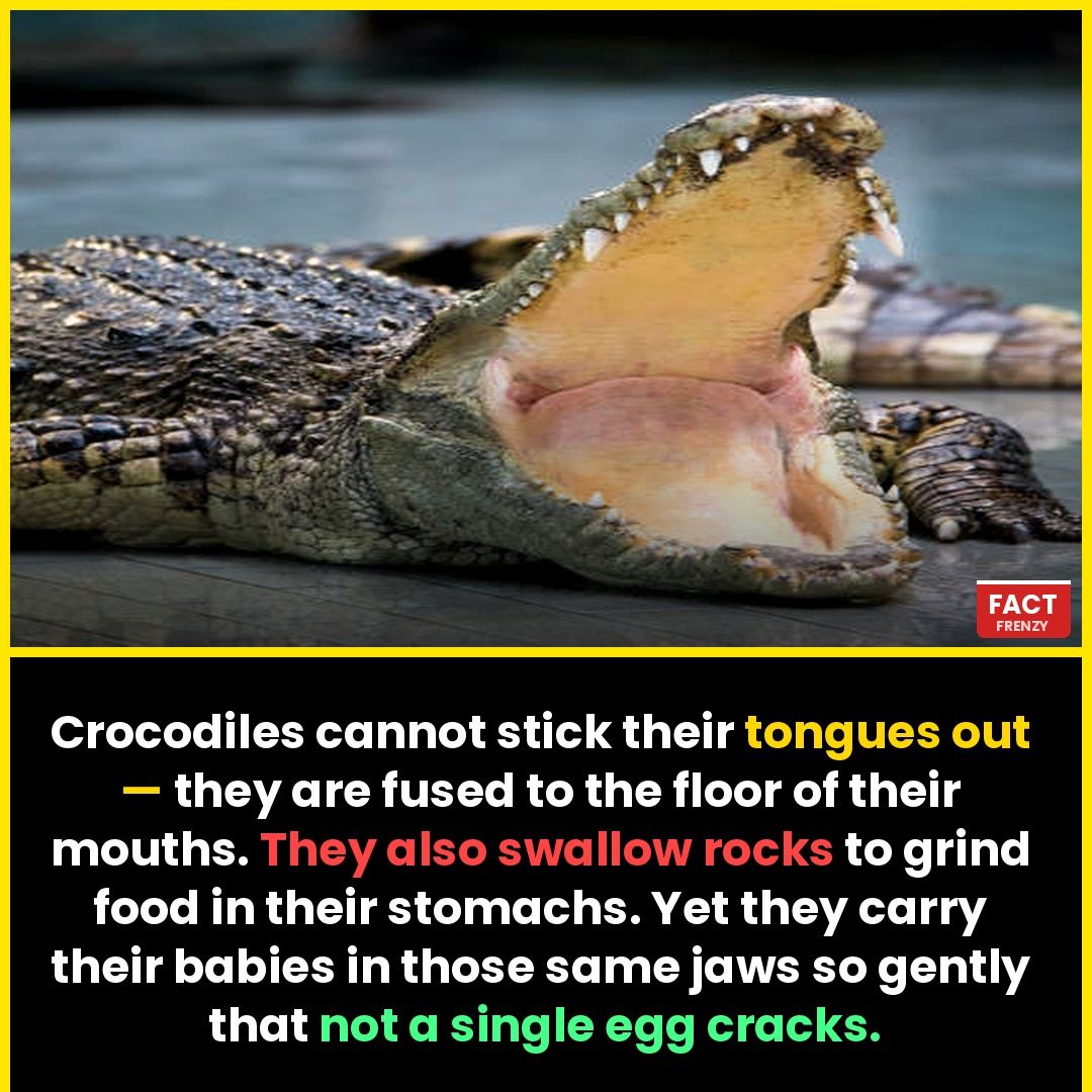 Crocodile and his tongue 🐊