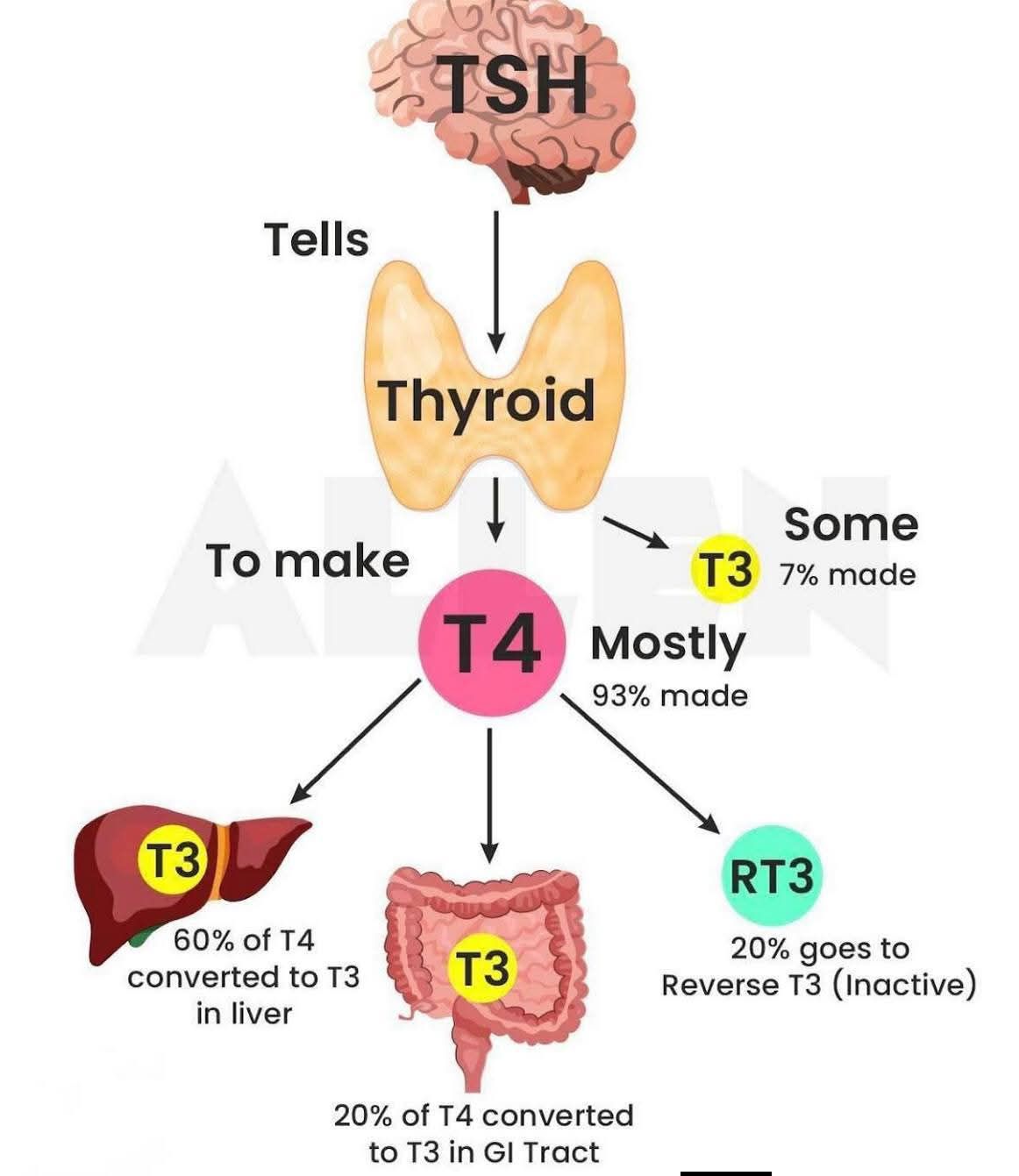 glutathione for hyperthyroidism can cause Understanding Hypothyroidism: Diagnosis and Treatment Nutrition and Micronutrient Interactions in  Turmeric and thyroid nodules. If