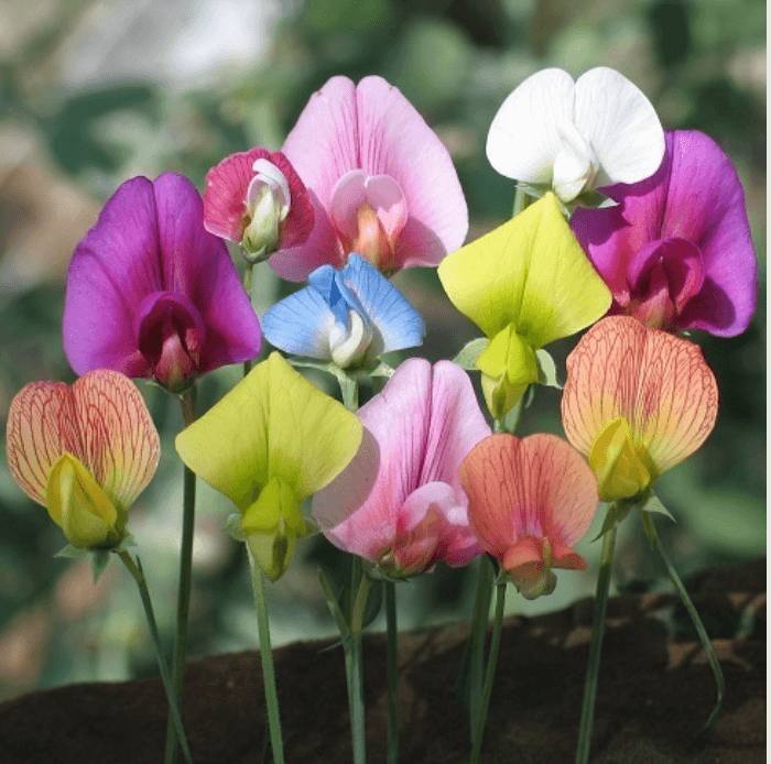 sweet-pea-facebook
