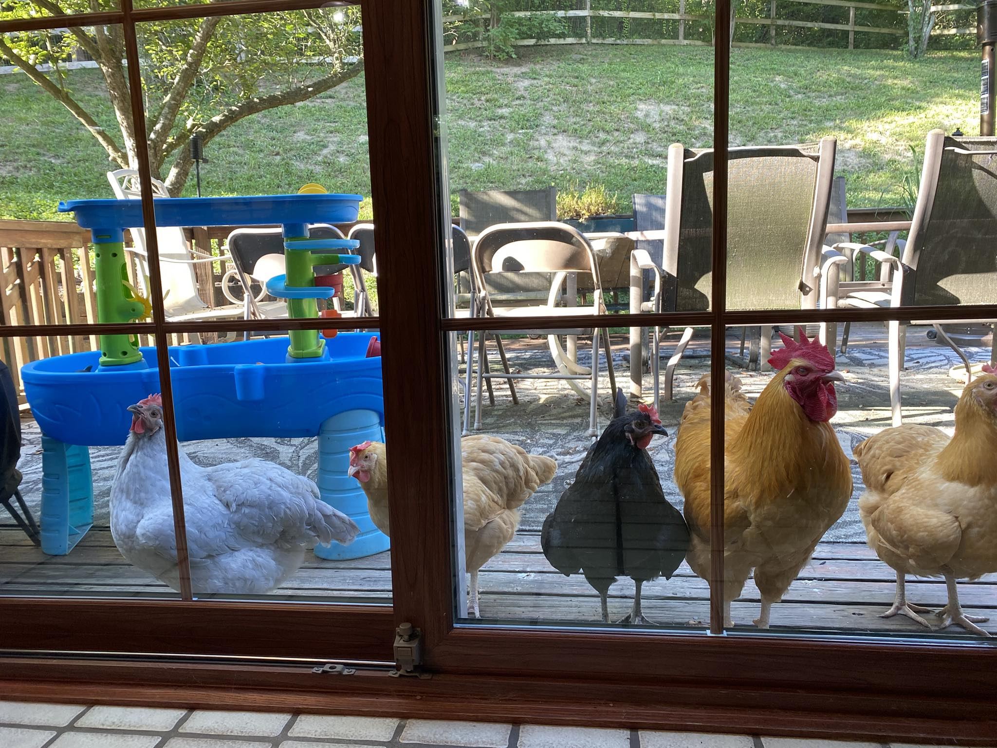 Matt - Has anyone figured out how to keep these chickens off of your ...