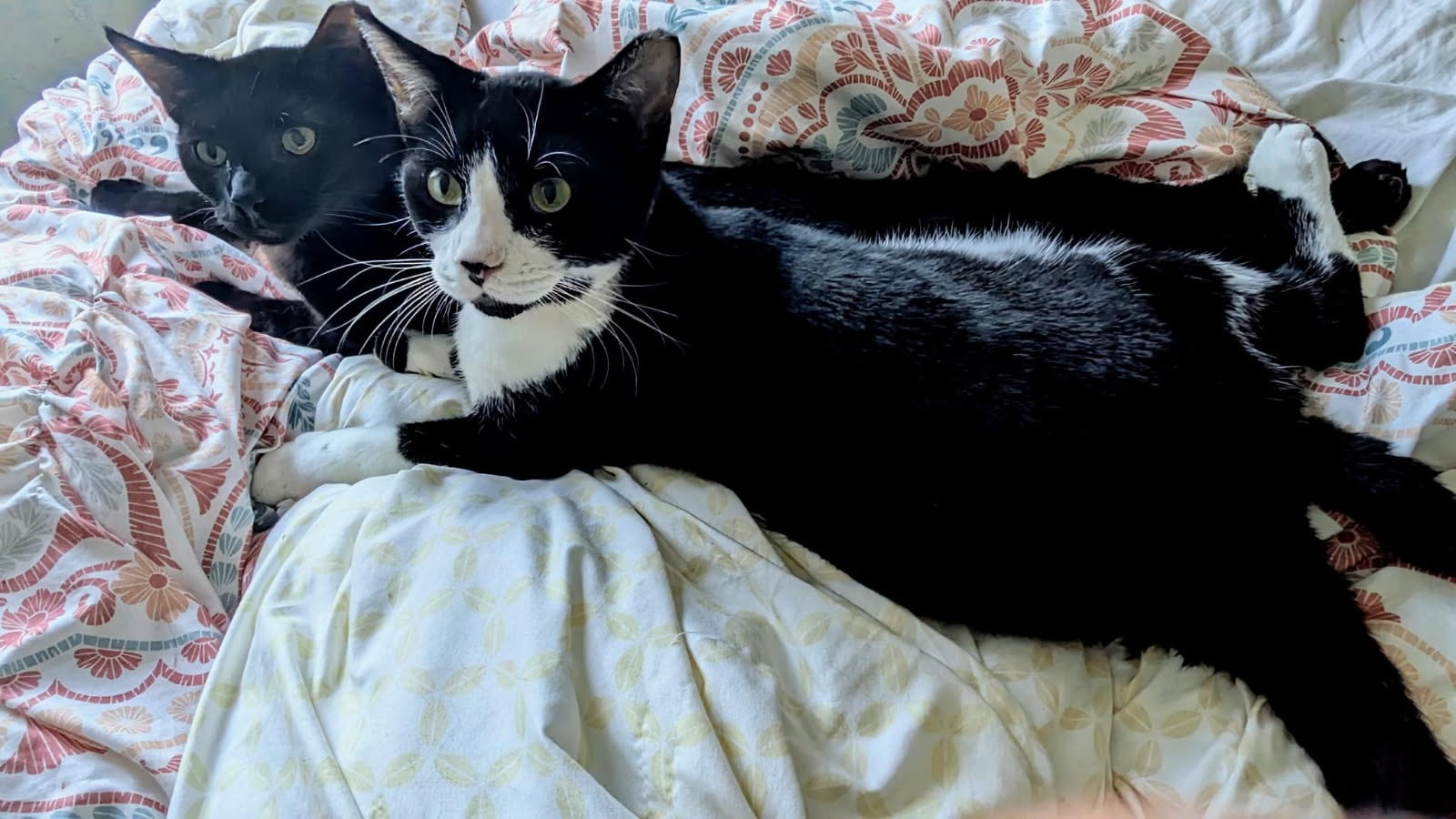 Meezer’s Mission Cat Rescue... - Meezer’s Mission Cat Rescue