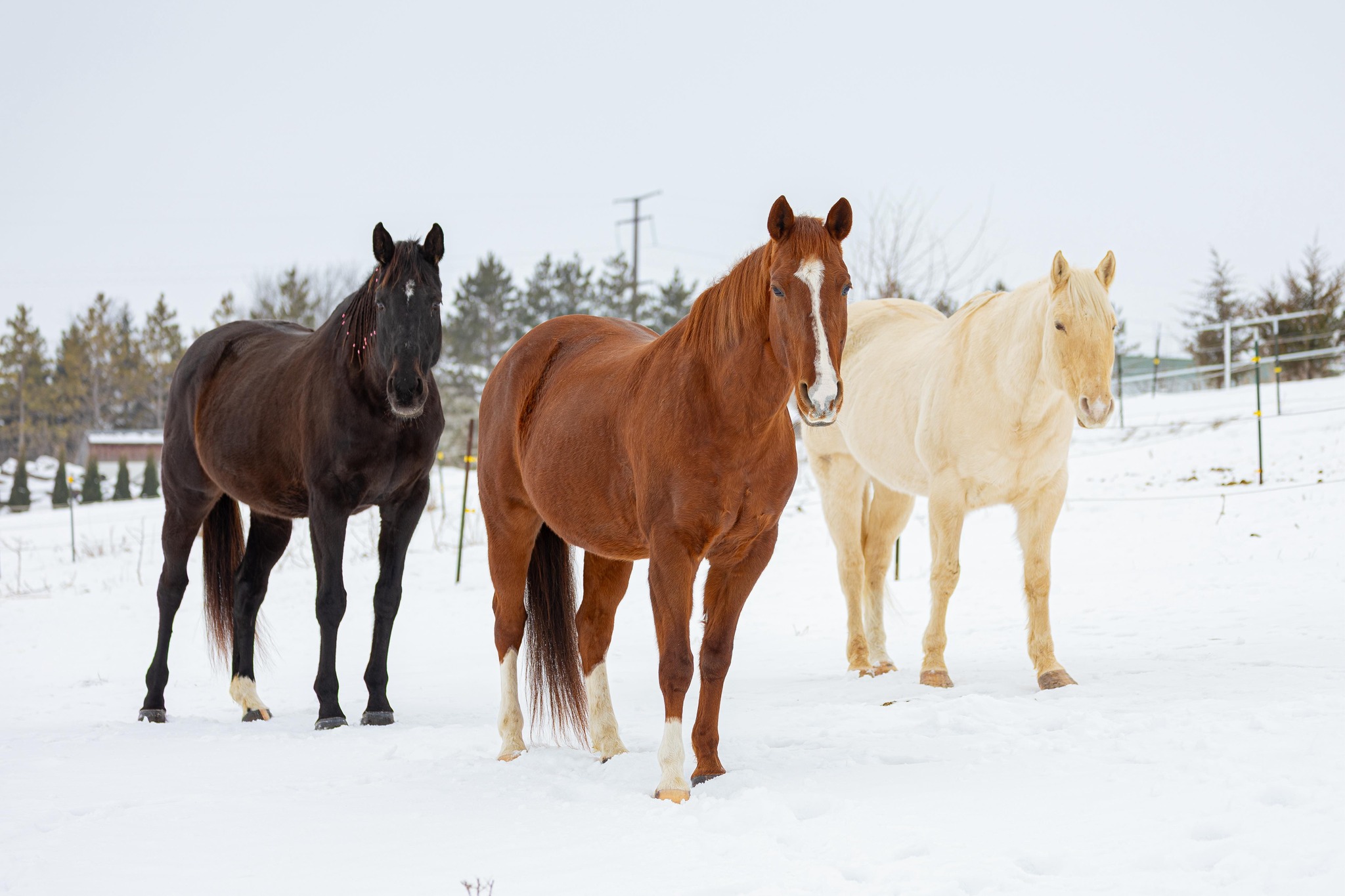 KTF Ranch | Elko MN
