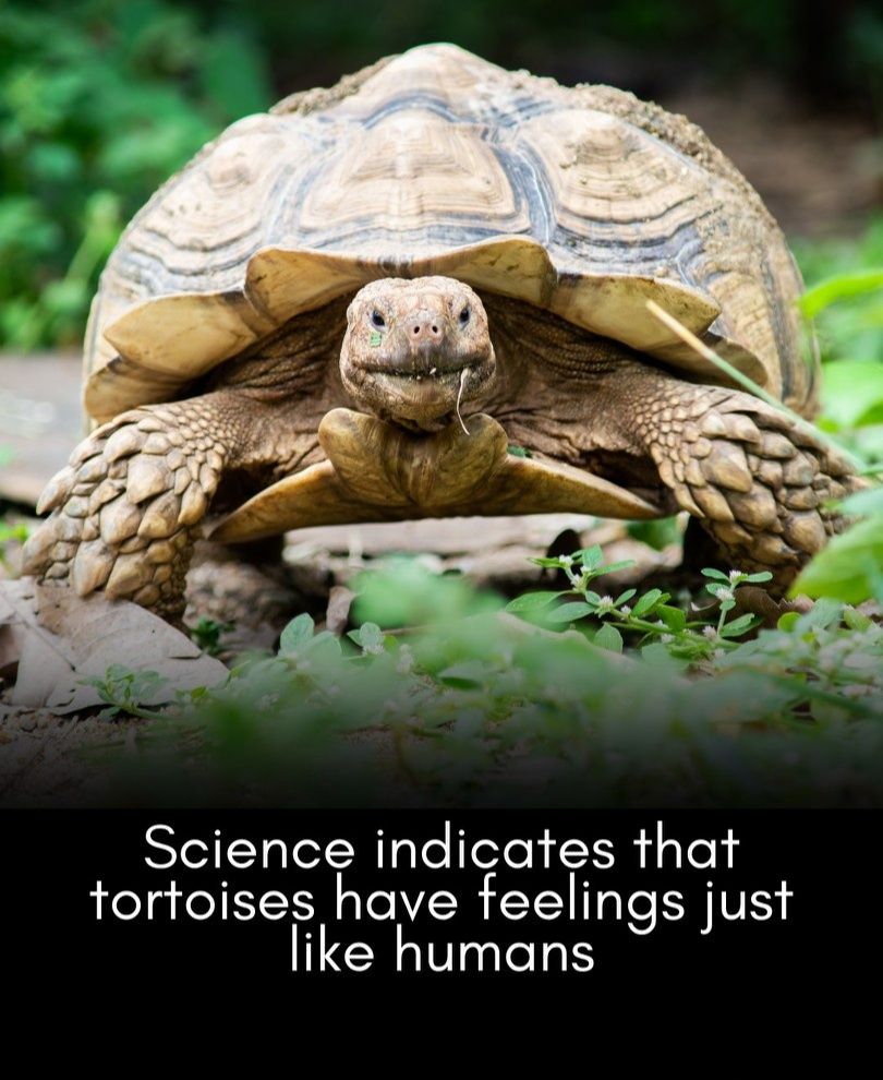 The Nature - Yes, tortoises experience feelings similar to humans ...