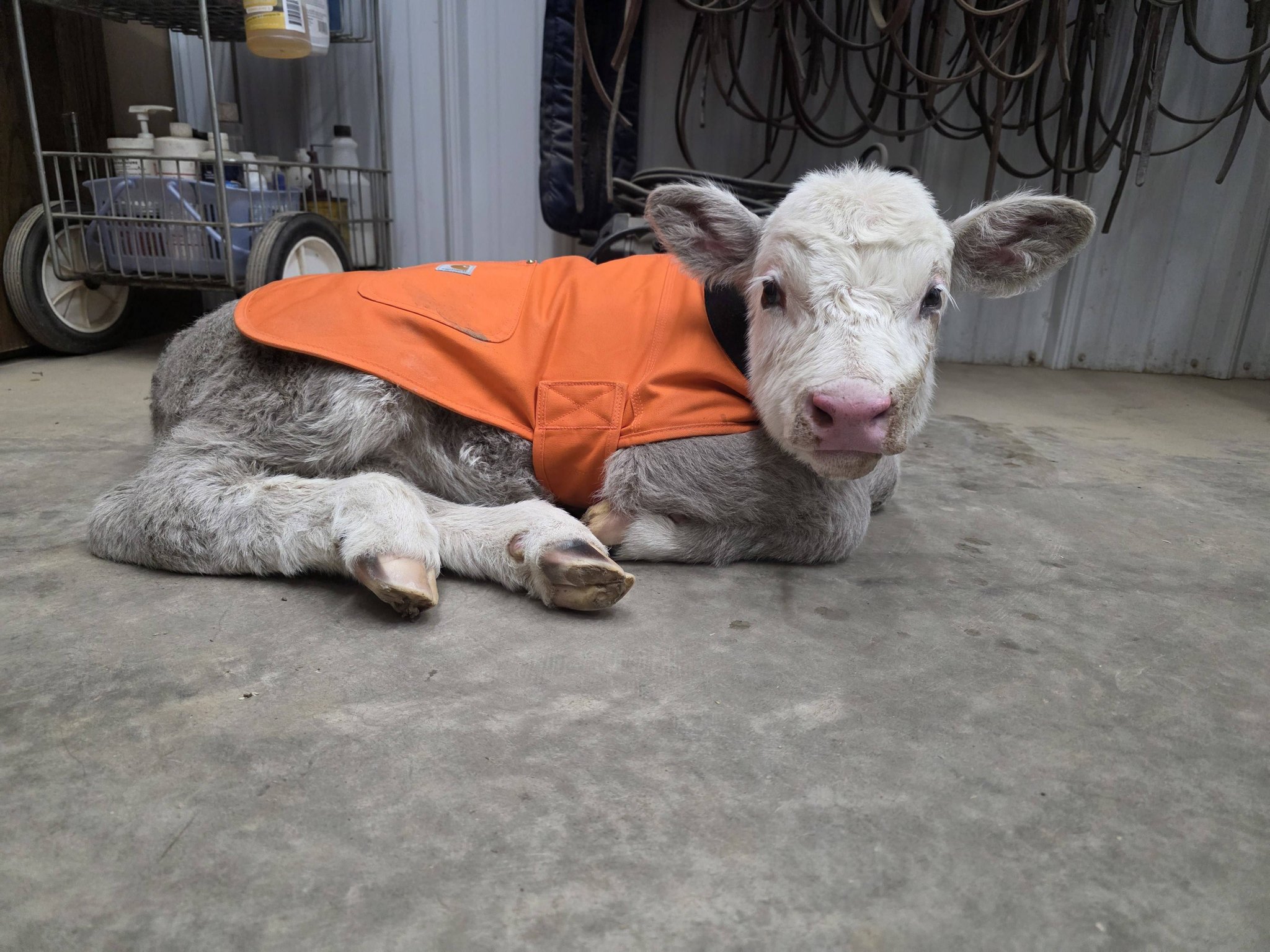 Meet Patsy, the newest... - Leonard Truck & Trailer Inc. | Facebook