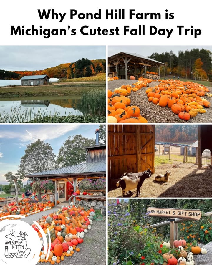 Day - 2️⃣ Cozy & Wholesome 🍁 Pond Hill Farm is what fall feels like ...