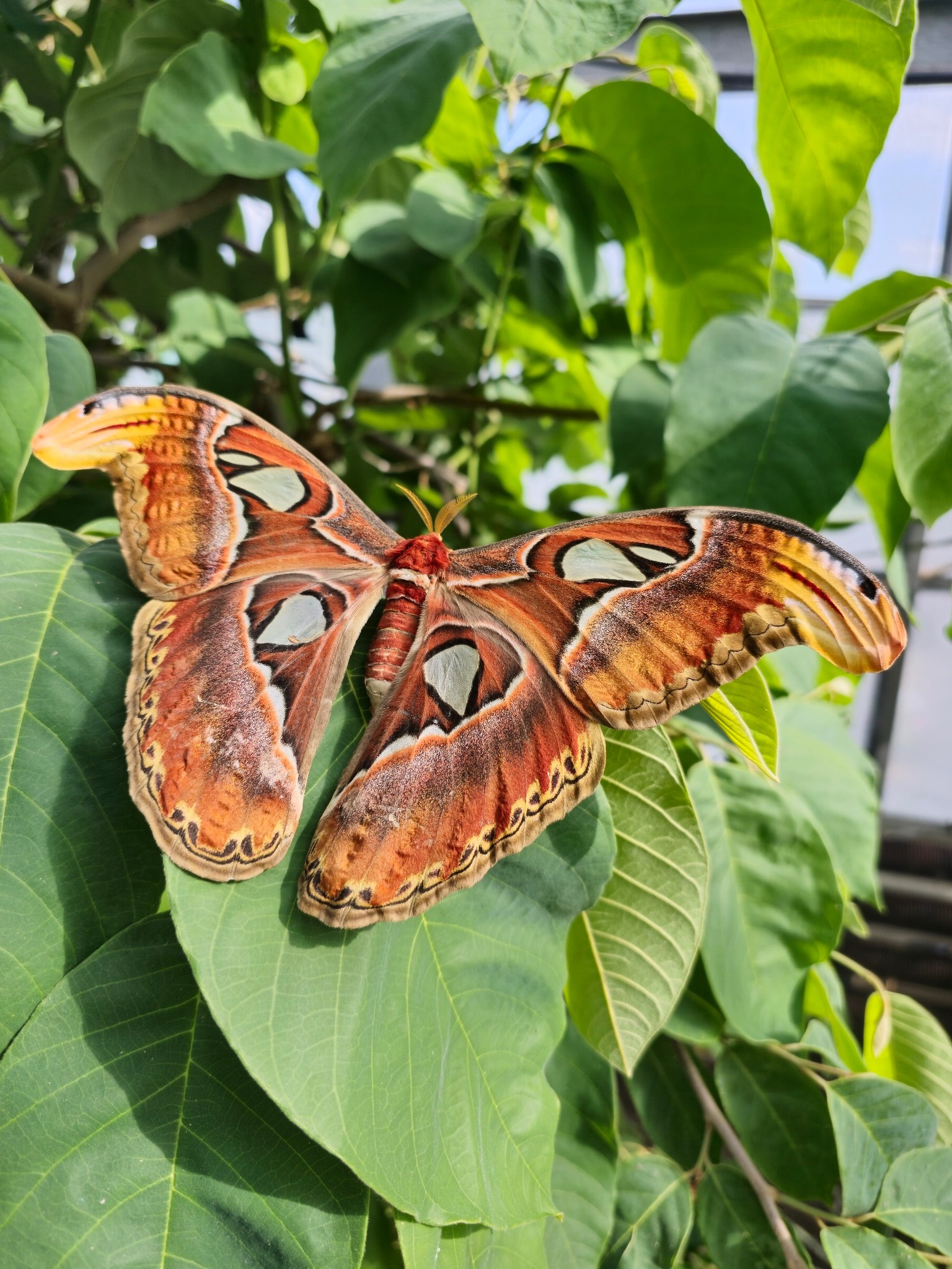 Spotting an atlas moth at the butterfly place