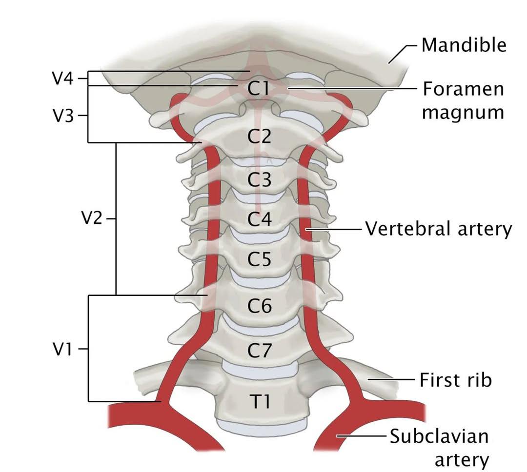 Medical - C1-C7 #fblifestyle | Facebook